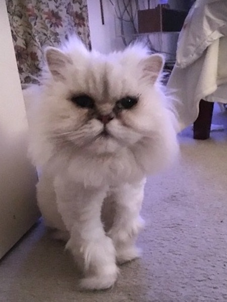 Photo of Beau the Silver Shaded Persian