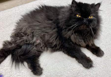 Photo of JJ the Black Persian