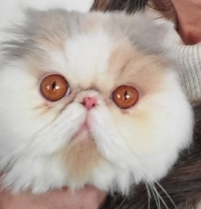 Photo of Jasmine Persian Cat who needs a home