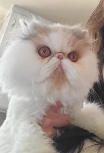Photo of Jasmine Persian Cat who needs a home