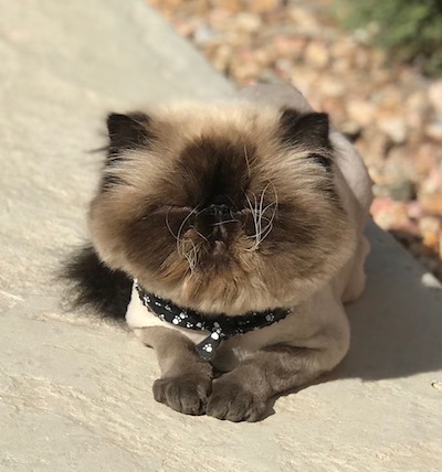 Photo of Oscar Himalayan cat who needs a home