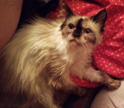 Photo of Sissy - Himalayan cat who needs a home