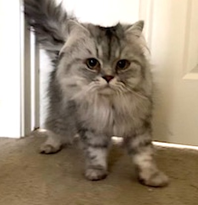 Photo of Harrison the Silver Shaded Persian