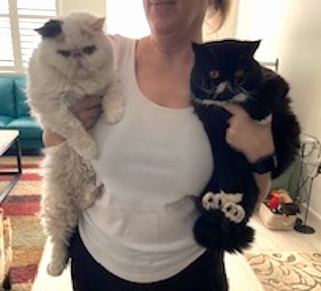Photo of Bella and Stolie Exotic Shorthair cats who need a home