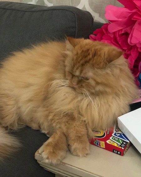 Photo of Gus Gus red Persian cat who needs a home