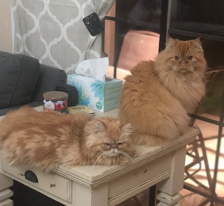 Photo of Jack and Gus Gus red Persian cats who need a home
