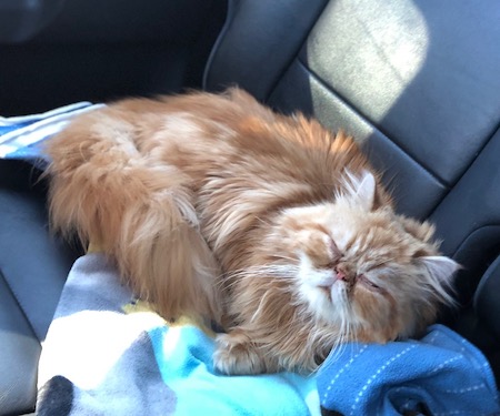 Photo of Jack a red Persian cat who needs a home