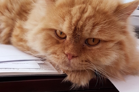 Photo of Rad a Red Persian needing a home