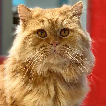 Photo of Rad a Red Persian needing a home