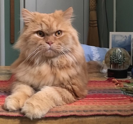 Photo of Rad a Red Persian needing a home