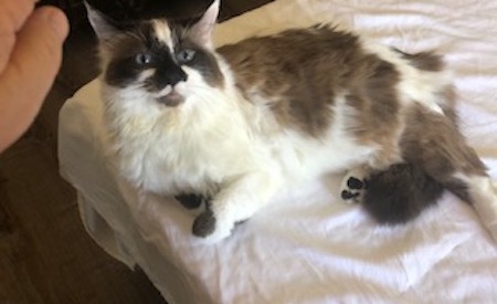 Photo of Quigley a Ragdoll or Himalayan Mix who needs a home