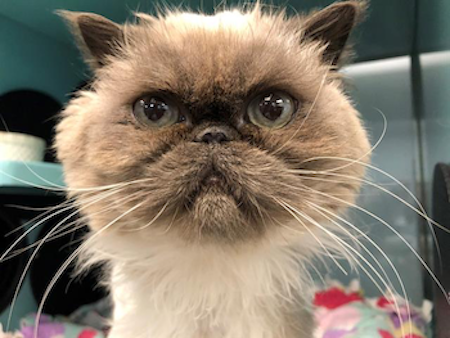 Photo of Catsy Cline the Himalayan cat who needs a home