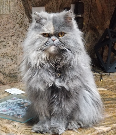 Photo of Jinxy a Blue Creme Persian cat who needs a home