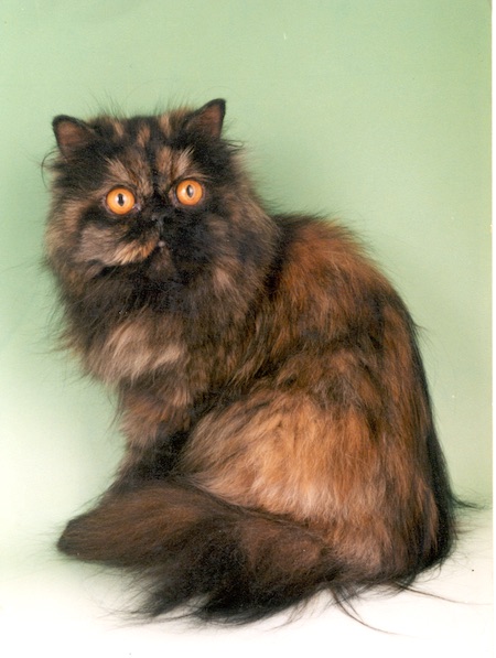 Photo of Sophia a Tortie Persian cat who needs a home