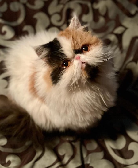 Photo of Delta Dawn a Calico Persian cat who needs a home