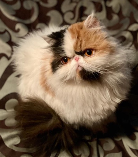 Photo of Delta Dawn a Calico Persian cat who needs a home