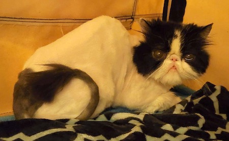Photo of Jazzmine a Black and White Persian cat who needs a home