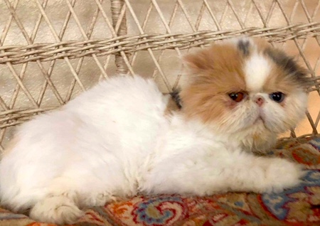 Photo of Jenny a Calico Persian cat who needs a home