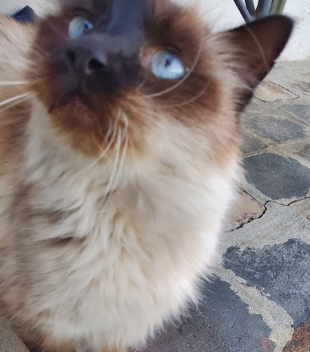 Photo of Louie a Seal Point Balinese cat who needs a home