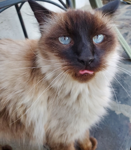 Photo of Louie a Seal Point Balinese cat who needs a home