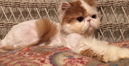 Photo of Sam a Red and White Persian cat who needs a home
