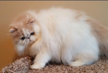 Photo of Bojangles a red and white Persian cat who needs a home