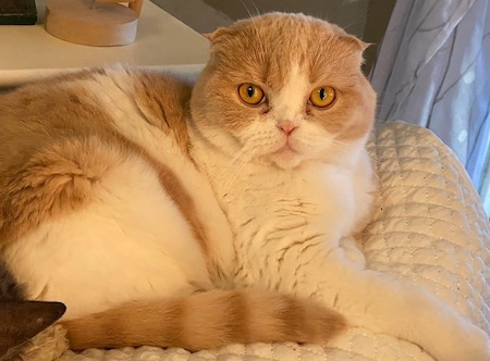 Photo of Hollie Scottish Fold cat who needs a home