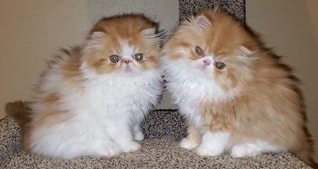 Photo of Lucy and Ethel red and white Persian kittens who need a home