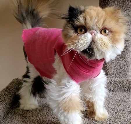 Photo of Shamrock a calico Persian cat who needs a home
