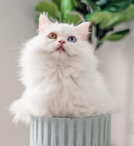 Photo of Kooka a white Persian cat who needs a home