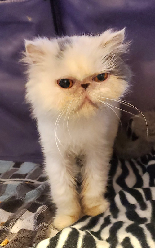 Photo of Clarabell a White and Grey Persian cat who needs a home