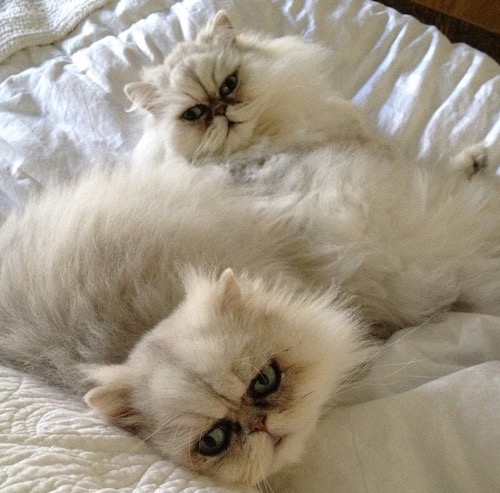 Photo of Monty and Winston bonded pair of Shaded Silver Persian Cats needing a home