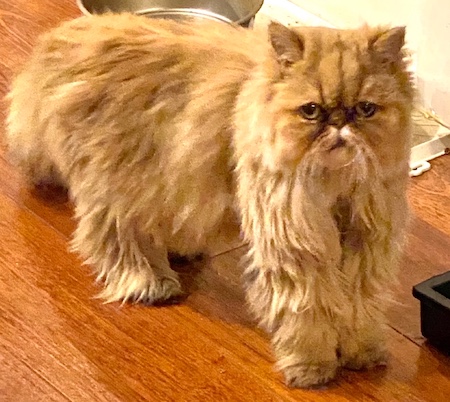 Photo of Rocky a Golden Persian cat who needs a home