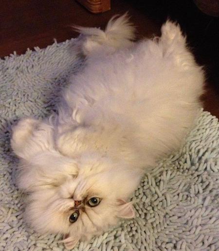 Photo of Winston a Shaded Silver Persian who needs a home