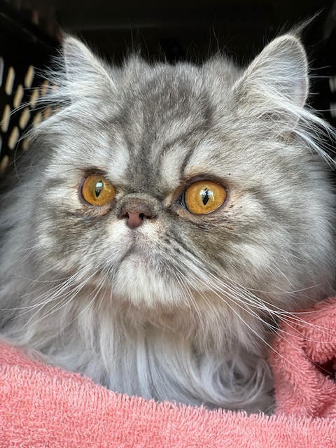 Photo of Beanie a Silver Tabby Persian who needs a home with her brother