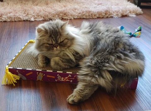 Photo of Beanie a Silver Tabby Persian cat loves her scratcher