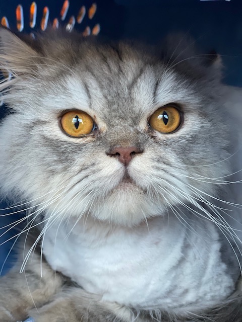 Photo of Eric a Silver Tabby Persian cat who needs a home with his sister