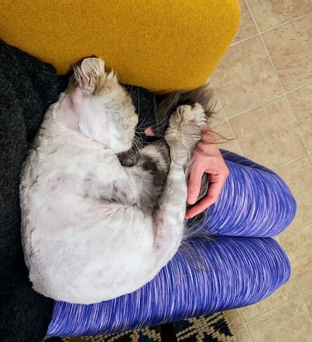 Photo of Eric the Silver Tabby Persian who is a lap cat