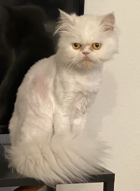 Photo of Trixie a white Persian cat who needs a home