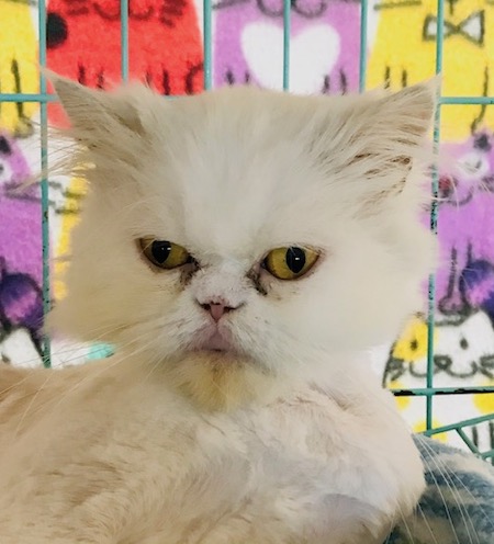 Photo of Trixie a white Persian cat who needs a home