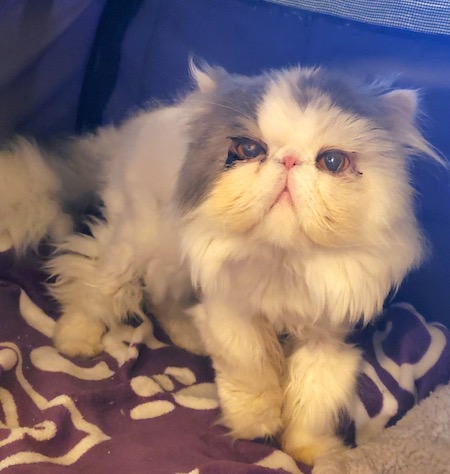 Photo of Blue a grey and white Persian cat who needs a home