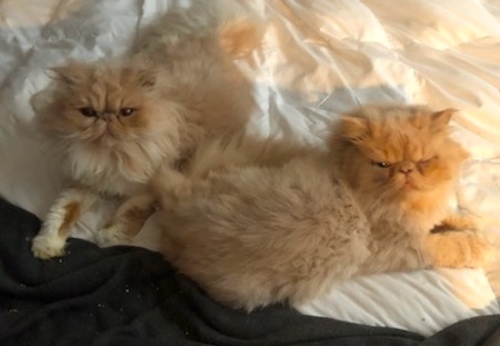 Photo of Oliver and Fergus Red Persians who needed a home