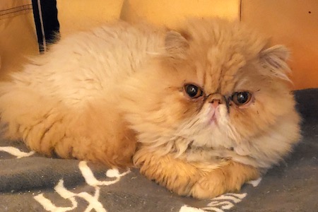 Photo of Red a Red Persian cat who needs a home