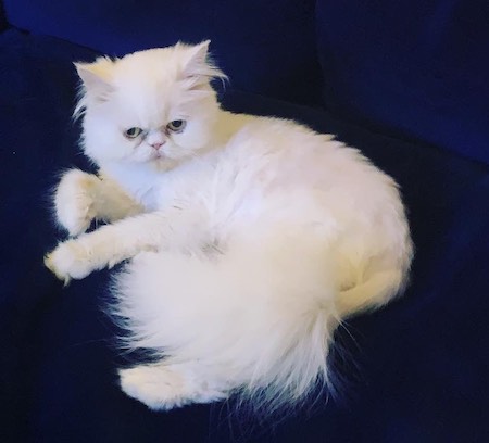Photo of Trixie a white Persian cat in her new home