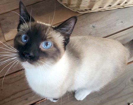 Photo of Asher a Siamese cat who needs a home with his brother