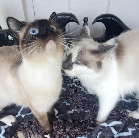 Photo of Darwin and Asher Siamese cats who need a home together