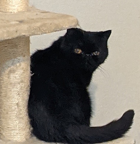 Photo of Velvet a Black Female Persian Cat who needs a home