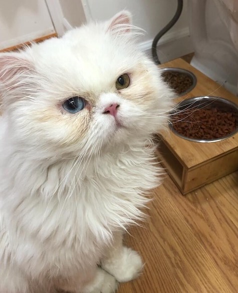 Photo of Kiki a White Persian Cat who needs a home