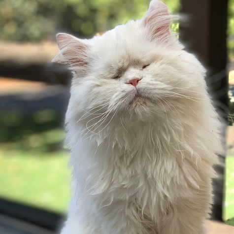 Photo of Andie a blind White Persian Cat who needs a home