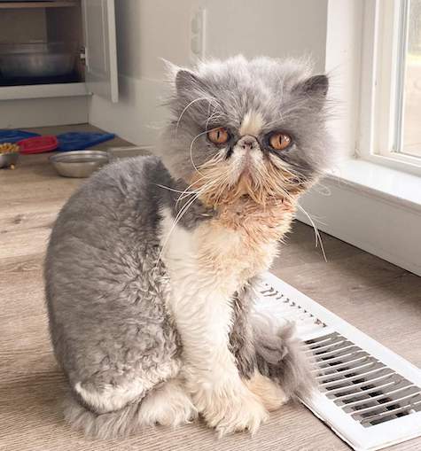 Photo of Humphrey a Grey and White Persian Cat who needs a home